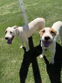 Rescue Pit Bull Terrier Dogs for Adoption - BRUNO & BRUTUS | PetCurious