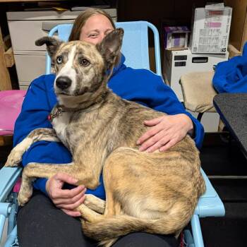 Lucille -  Mixed Breed Dog for Adoption in Edwardsville, Illinois - Lucille | PetCurious