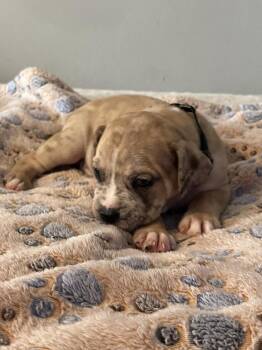 Oreo - Lola Mae -  American Bulldog Dog for Adoption in Lakeland, Florida - Oreo - Lola Mae | PetCurious