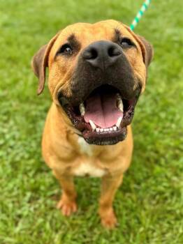 RITZ -  American Staffordshire Terrier Dog for Adoption in York, South Carolina - RITZ | PetCurious