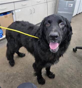 Rescue Mixed Breed Dogs for Adoption in Dallas, Texas - SHADOW | PetCurious