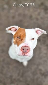 Rescue Pit Bull Terrier Dogs for Adoption in New Bern, North Carolina - Sassy | PetCurious
