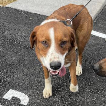 73030 -  Mixed Breed Dog for Adoption in Harrisonburg, Virginia - 73030 | PetCurious