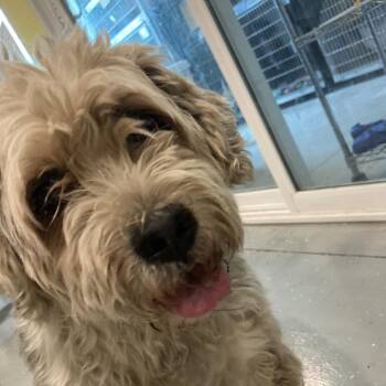 Stubby (Bonded to Tuffy) -  Miniature Poodle and Schnauzer Dog for Adoption in West Des Moines, Iowa - Stubby (Bonded To Tuffy) | PetCurious