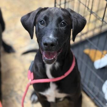 Donnie -  Labrador Retriever Dog Available for Adoption in Columbia, South Carolina - Donnie | PetCurious