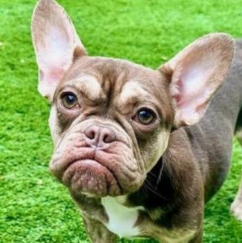 Rescue French Bulldog Dogs for Adoption in Citrus Heights, California - Frankie | PetCurious