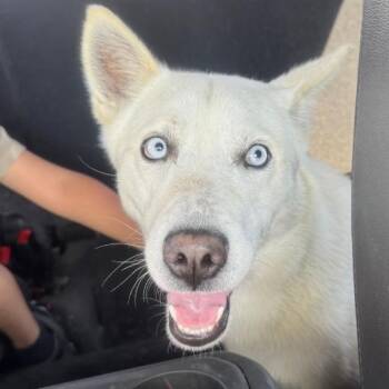 Mr. Frosty -  Husky Dog for Adoption in Naperville, Illinois - Mr. Frosty | PetCurious