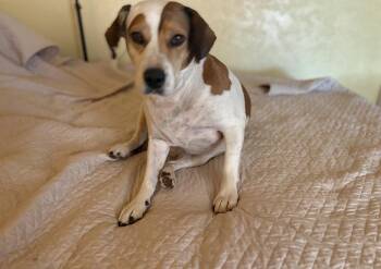 Patches -  Beagle Dog for Adoption in Apple Valley, California - Patches | PetCurious
