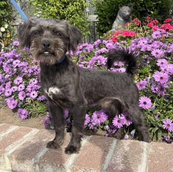 Shih Tzu and Mixed Breed Dogs Available for Adoption - Bowie | PetCurious