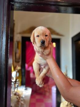 Baja Blast (AVAILABLE 9/7 or 9/21) -  Labrador Retriever Dog for Adoption in Leverett, Massachusetts - Baja Blast (AVAILABLE 9/7 Or 9/21) | PetCurious