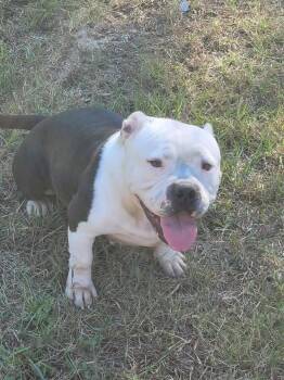 Rescue Bulldog Dogs for Adoption in Lutz, Florida - Lexus | PetCurious