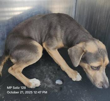 Rescue Terrier Dogs for Adoption in San Antonio, Texas - MILO | PetCurious