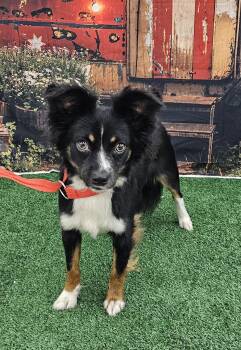 Dumbo -  Fox Terrier and Australian Shepherd Dog for Adoption in Columbia, Missouri - Dumbo | PetCurious