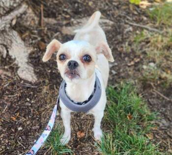 CHIA -  Shih Tzu and Mixed Breed Dog for Adoption in Minneapolis, Minnesota - CHIA | PetCurious