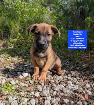 Buck Rogers -  Labrador Retriever and Black Mouth Cur Dog for Adoption in Oviedo, Florida - Buck Rogers | PetCurious