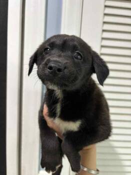 Rescue Mixed Breed Dogs for Adoption in Statesboro, Georgia - Samba | PetCurious