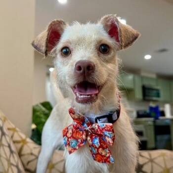 Penelope Whiskers Hop Skip Snuggle -  Border Terrier and Chihuahua Dog for Adoption in Friendswood, Texas - Penelope Whiskers Hop Skip Snuggle | PetCurious