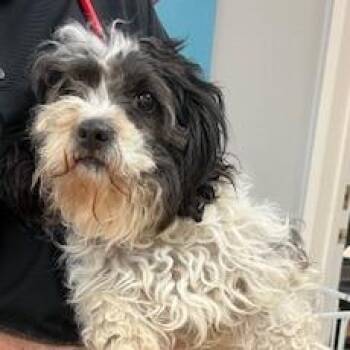 Shih Tzu Dogs Available for Adoption in Buellton, California - Ravioli | PetCurious