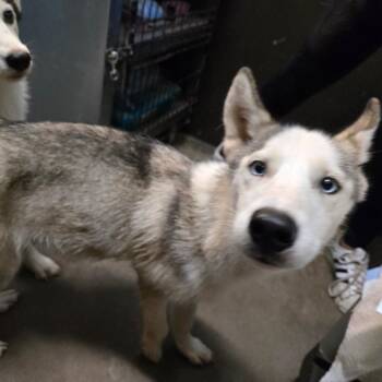 Rescue Siberian Husky Dogs for Adoption in Graham, Texas - Siku | PetCurious