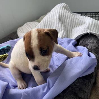 Pork Belly 0251 -  American Bulldog and Mixed Breed Dog for Adoption in Loxahatchee Groves, Florida - Pork Belly 0251 | PetCurious