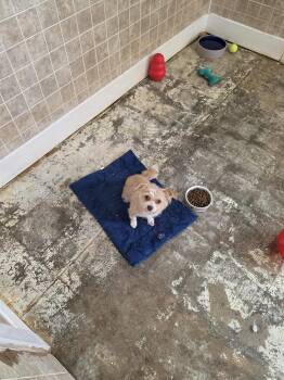 Luna -  Yorkshire Terrier Dog for Adoption in Greensboro, North Carolina - Luna | PetCurious