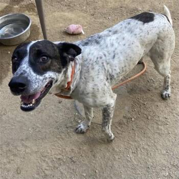 DOMINO -  Australian Cattle Dog Blue Heeler and Mixed Breed Dog for Adoption in Ontario, California - DOMINO | PetCurious