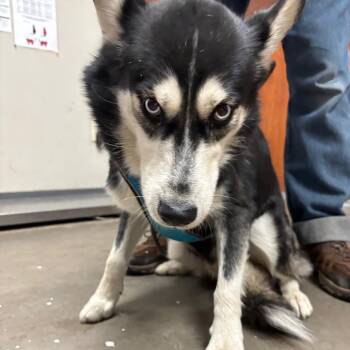 huey -  Husky Dog for Adoption in Yuma, Arizona - Huey | PetCurious