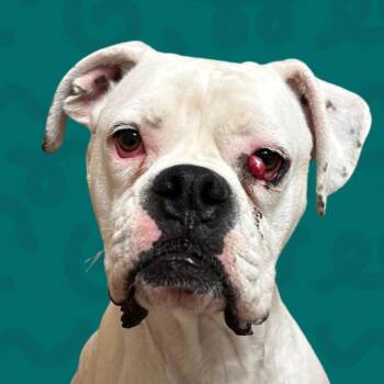 Ghost -  Boxer Dog for Adoption in Reno, Nevada - Ghost | PetCurious