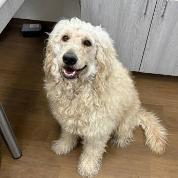 Golden Retriever and Poodle Dogs Available for Adoption - Hercules | PetCurious