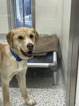 Golden Retriever and Boxer Dogs Available for Adoption - AUGIE | PetCurious