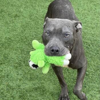 Meeny -  Pit Bull Terrier and Mixed Breed Dog for Adoption in Matteson, Illinois - Meeny | PetCurious