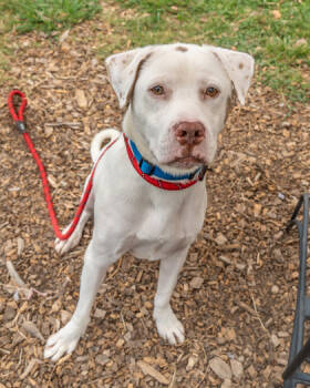 Rescue Mixed Breed Dogs for Adoption in Chamblee, Georgia - Emerald | PetCurious