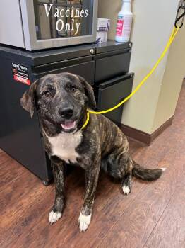 German Shepherd Dog and Mixed Breed Dogs Available for Adoption - Dog Kennel #11 Bailey | PetCurious