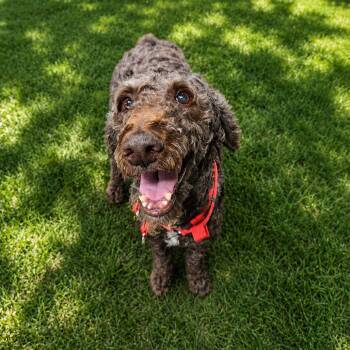 Jake -  Golden Retriever and Standard Poodle Dog for Adoption in Helena, Alabama - Jake | PetCurious