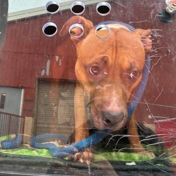 Rosco -  Mixed Breed Dog for Adoption in Philadelphia, Pennsylvania - Rosco | PetCurious