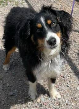 Oakley -  Australian Shepherd Dog for Adoption in Polson, Montana - Oakley | PetCurious
