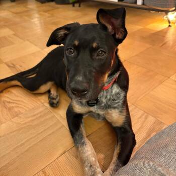 Bonnie Hunt -  Labrador Retriever Dog for Adoption in New York, New York - Bonnie Hunt | PetCurious