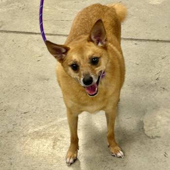 Flagg -  Pomeranian and Chihuahua Dog for Adoption in Cincinnati, Ohio - Flagg | PetCurious