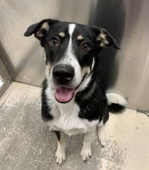 ACE -  Alaskan Malamute and German Shepherd Dog Dog for Adoption in Fairbanks, Alaska - ACE | PetCurious