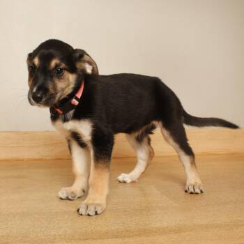 Deborah D71509 -  Labrador Retriever and Mixed Breed Dog for Adoption in Minnetonka, Minnesota - Deborah D71509 | PetCurious