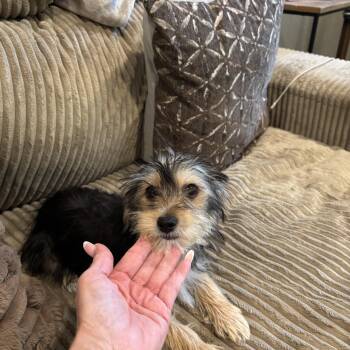Bentley -  Yorkshire Terrier and Maltese Dog for Adoption in Rowlett, Texas - Bentley | PetCurious
