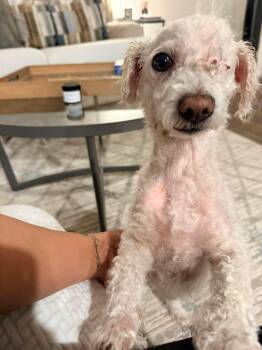 Miniature Poodle Dogs Available for Adoption - Patches | PetCurious