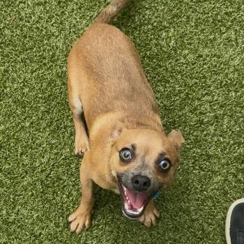 Turf -  Chihuahua and Mixed Breed Dog for Adoption in Charlottesville, Virginia - Turf | PetCurious