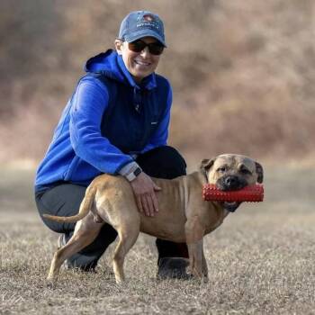Rescue Pit Bull Terrier Dogs for Adoption in Phoenixville, Pennsylvania - Mikey | PetCurious