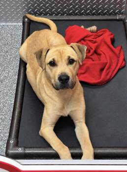 Moose -  Pit Bull Terrier and Shar Pei Dog for Adoption in White Cloud, Michigan - Moose | PetCurious