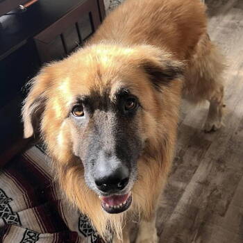 Rescue Great Pyrenees and Shepherd Dogs for Adoption in Locust Fork, Alabama - Teddy | PetCurious