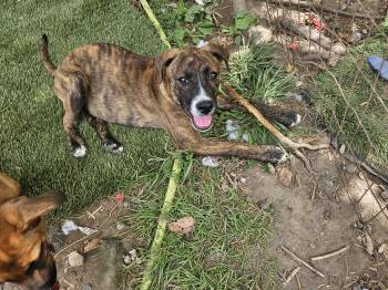 Rescue Hound Dogs for Adoption in Tracy City, Tennessee - Joe | PetCurious