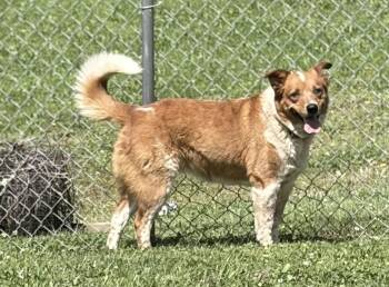 Maple -  Australian Cattle Dog Blue Heeler Dog for Adoption in Bloomsdale, Missouri - Maple | PetCurious