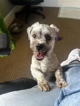 Sterling -  Terrier Dog for Adoption in Montgomery, New Jersey - Sterling | PetCurious