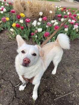 Coda -  Corgi and Shiba Inu Dog for Adoption in Union Grove, Wisconsin - Coda | PetCurious